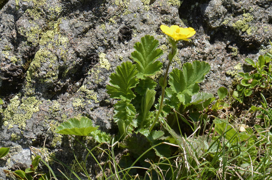 Geum montanum / Cariofillata montana